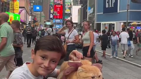 My cat's loafing at TimesSquare for petting