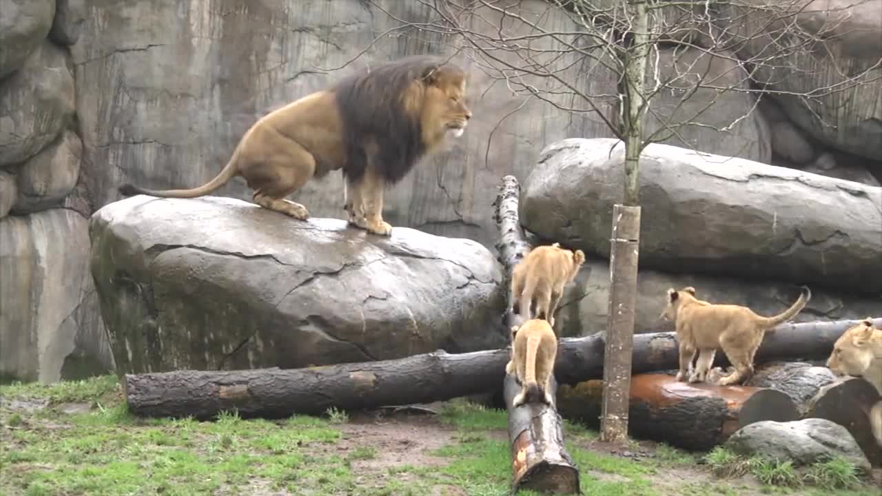 Lion cubs meet dad