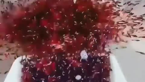 This is a beautiful and charming water-dwelling species