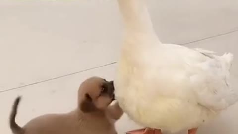 Funny, Animals, Funniest Animals, Funny Videos