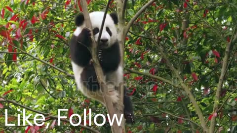Animal raising tree