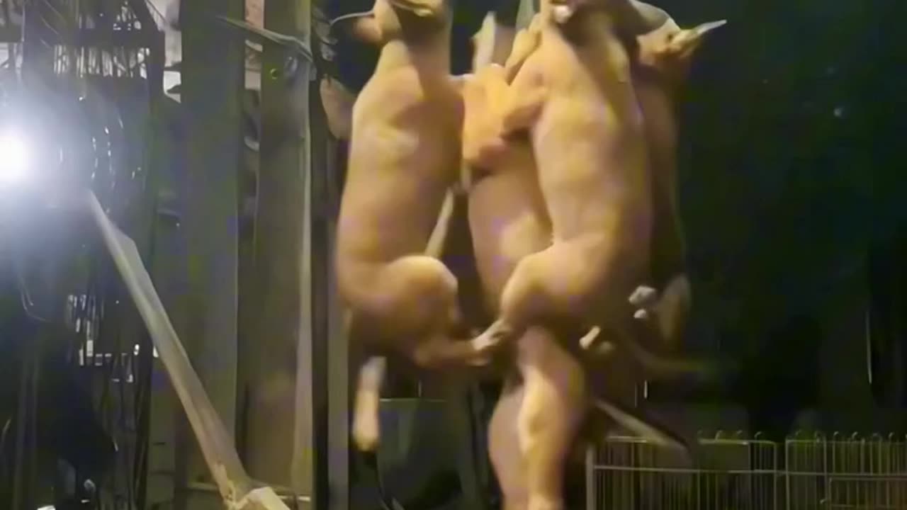 Rolling on the Rug: Side-Splitting Shenanigans of Silly Dogs! πΎπ