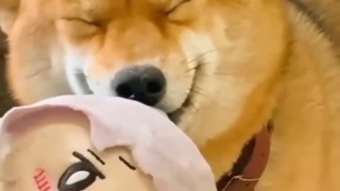 TRY NOT TO LAUGH 😆 Best Funny Videos Compilation 😂😁😆