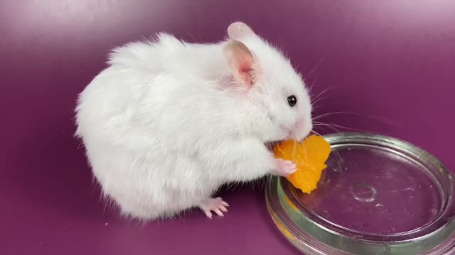 Hamster’s eating a pumpkin heart ❤️🐹 ASMR #9 #crunchcrunchhamster #hamster #asmr