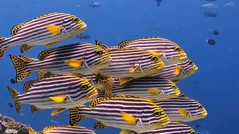 Beauty under water