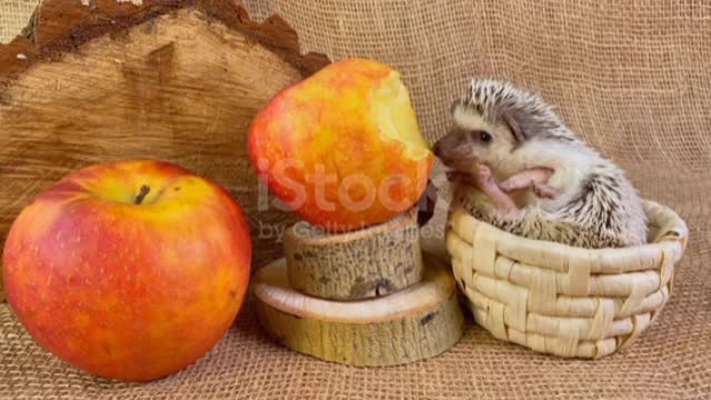 African dwarf hedgehog in basket eating red apple bitten.❤️