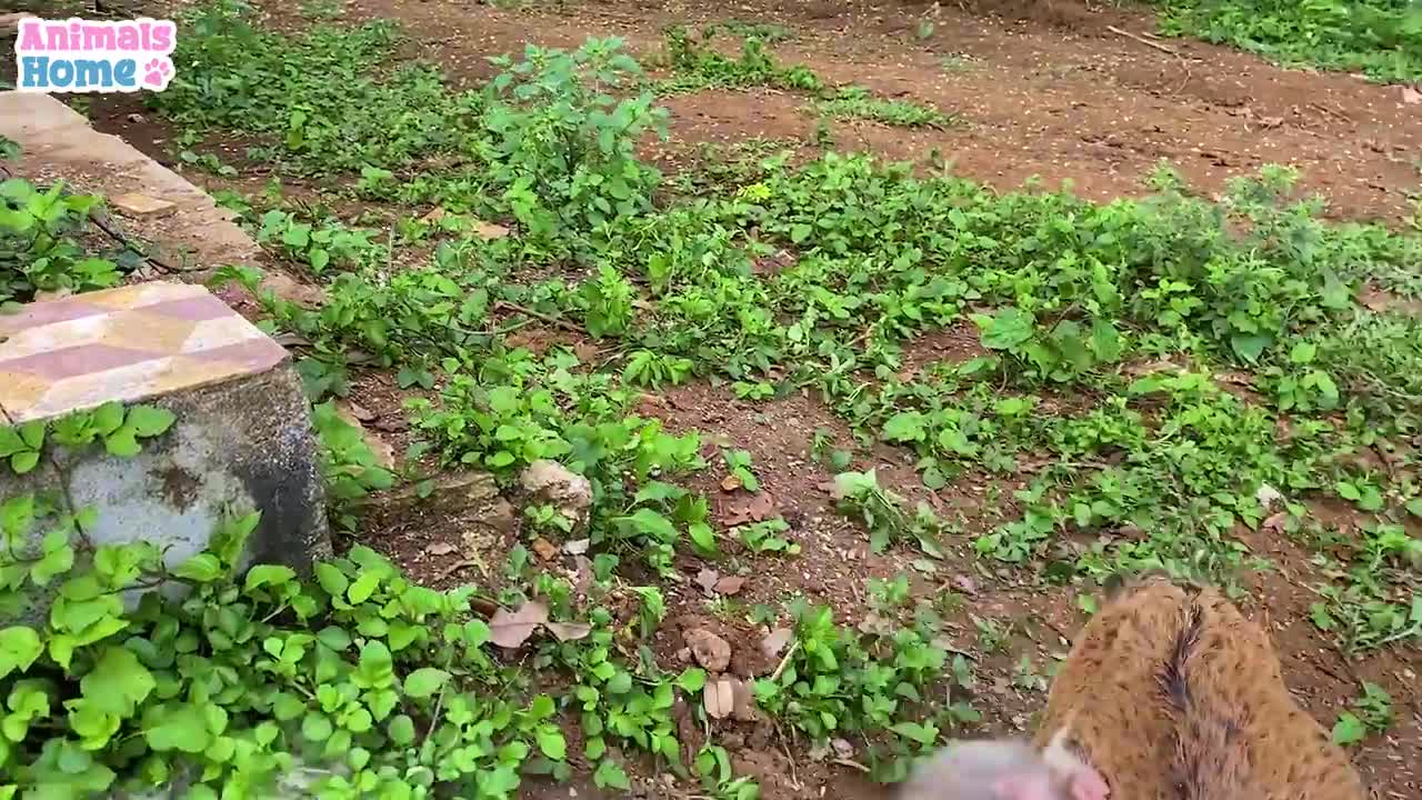 monkey drive for got