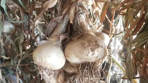 NARC G-1 GARLIC AVAILABLE for sale