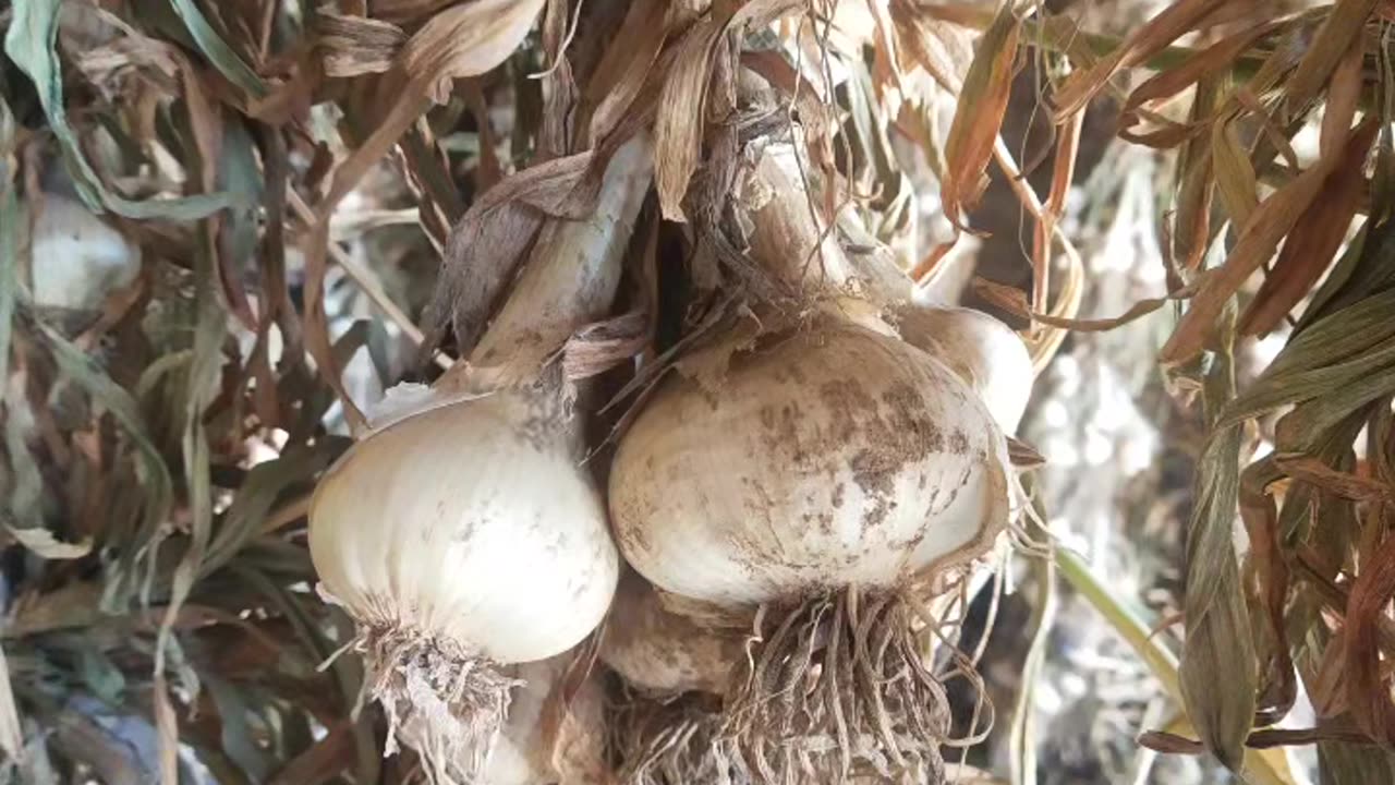 NARC G-1 GARLIC AVAILABLE for sale