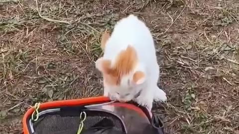 #cat