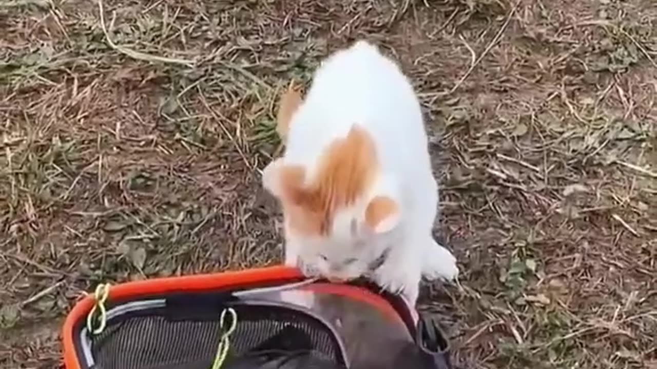 #cat