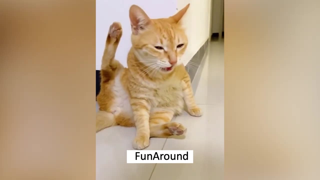 Funniest Animals 2023 | FunAround's Comedy Safari 🐾