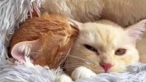 Cute And Funny Cats 😍😍😅😅 #cats #shorts #reels #viral #pets #catsshare