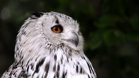 Let's watch this owl turn to us, it's so cute.