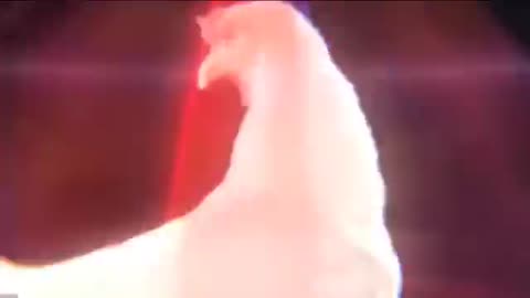 Chicken Video
