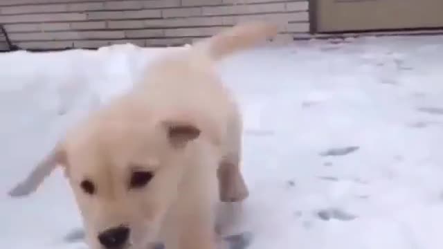 A dog running in the snow