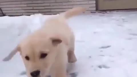 A dog running in the snow