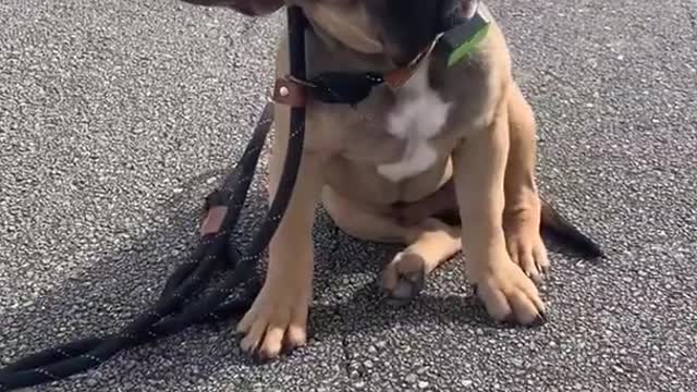 Dog funny videos| Doggybr