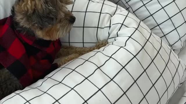 Your pets will never miss a meal again