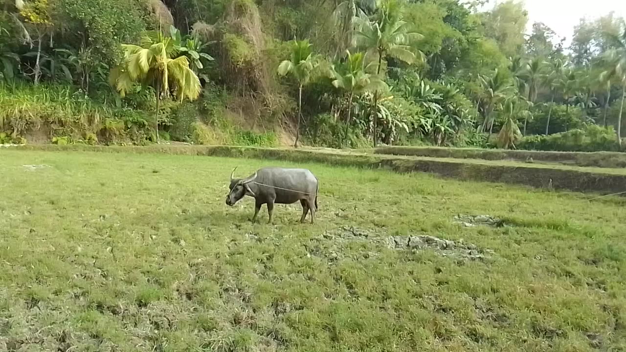 Carabao and Beautiful Philippines Landscape