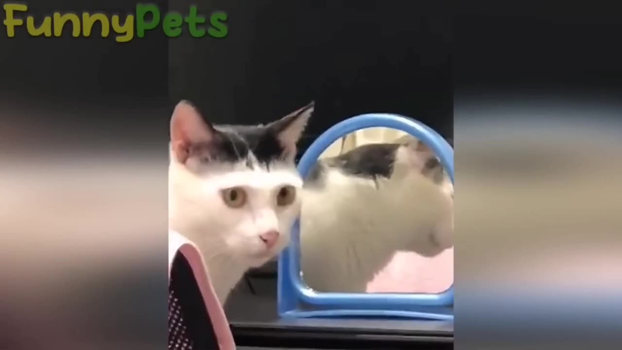 best funniest animal videos 2023 😂 funniest cats and dogs 😹🐶