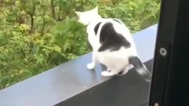 herbivorous cat