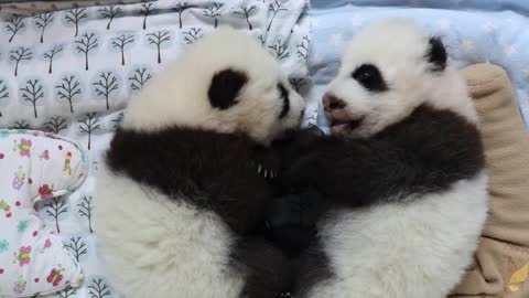Panda Cubs 2016: Day 75