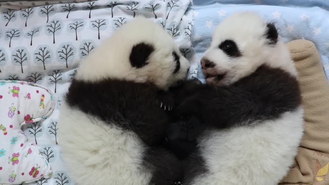 Panda Cubs 2016: Day 75