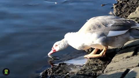 Love duck they are nice animals