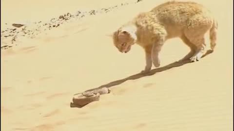 Sand Cat vs Desert snake 😼