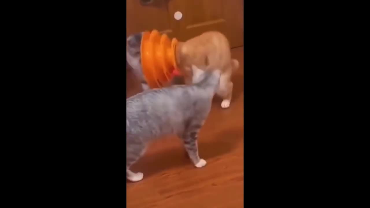 Funny animals - Funny cats / dogs - Funny animal videos 2023