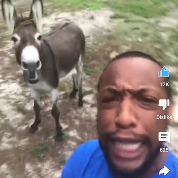 Donkey sings along to man singing
