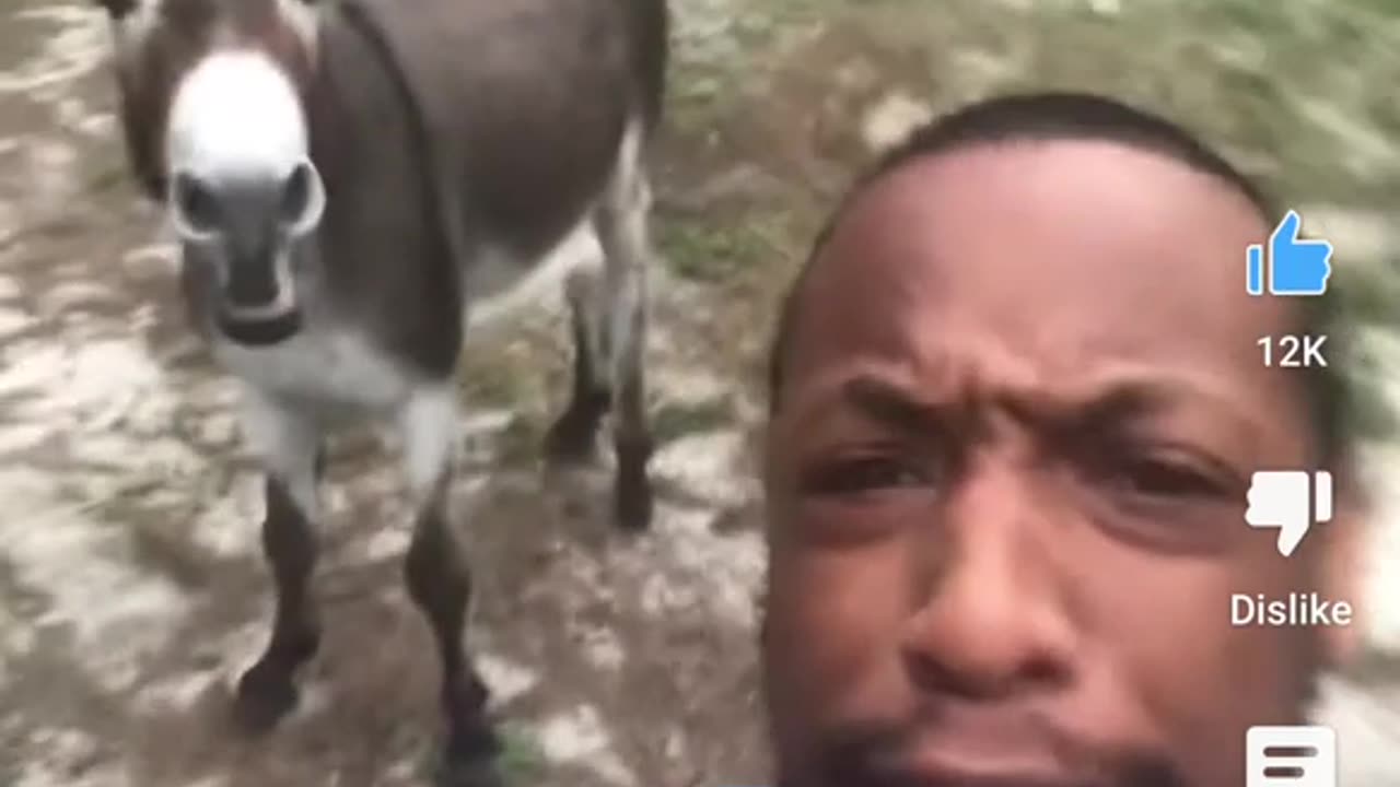 Donkey sings along to man singing