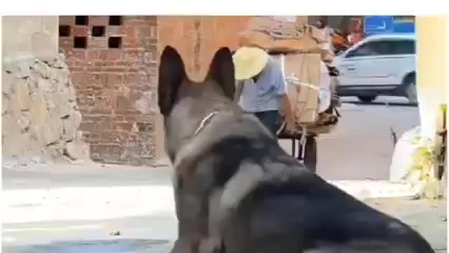 Sometimes Dogs are better than Human beings.