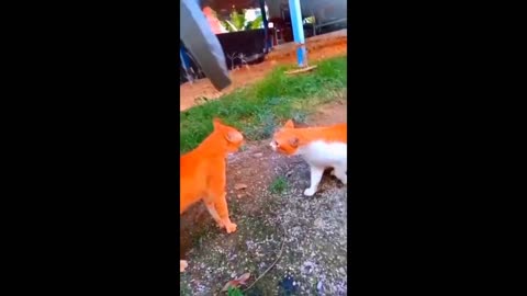 New Funny Animals Video 2023 ｜ Funniest Cats and Dogs Videos ｜ New Funny Video Of Cat And Dogs #199