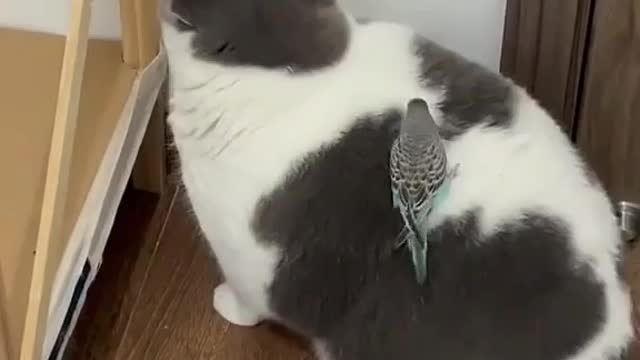 Cat Funny with Hummingbird