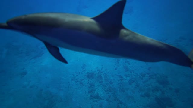 Incredible Dolphin Moments.