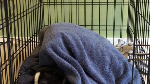 Sleepy puppy refuses to come out of her crate