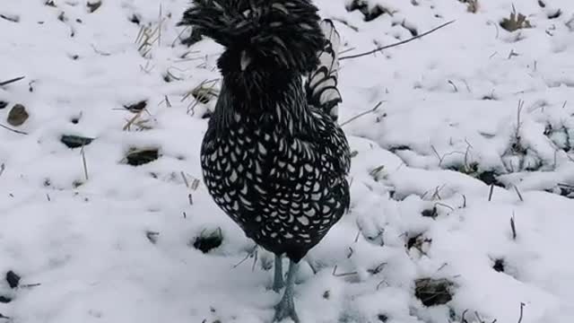 my ducks reacting to snow for the first time