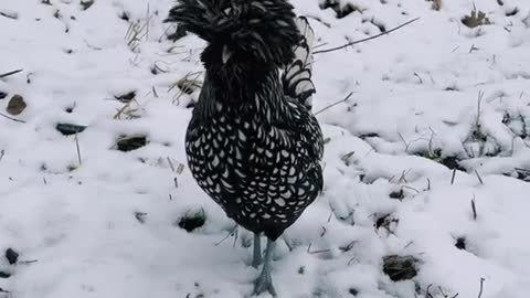 my ducks reacting to snow for the first time