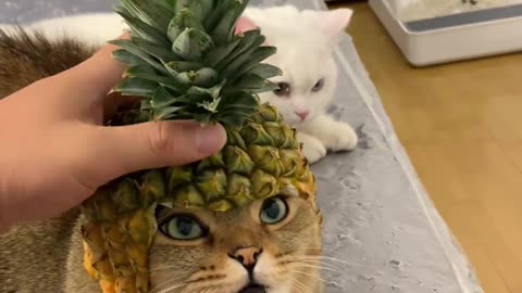 Iron cock, watermelon rind refuse; now a pineapple head 🍍!