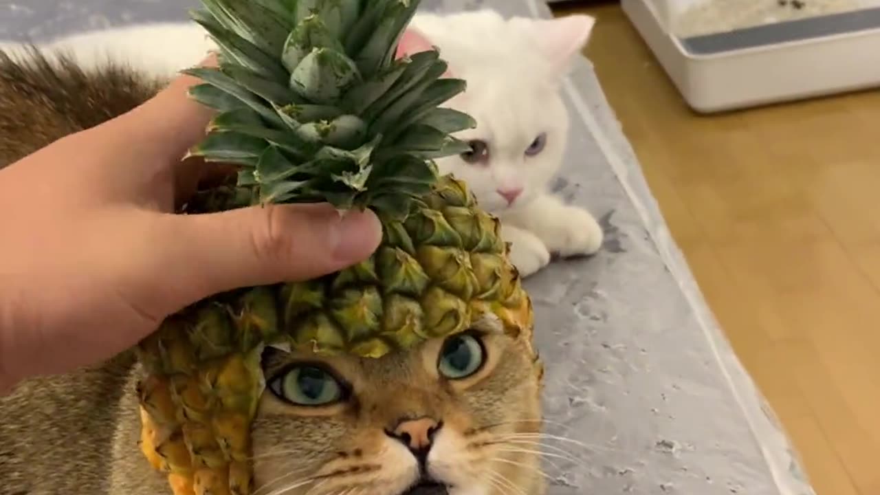 Iron cock, watermelon rind refuse; now a pineapple head 🍍!