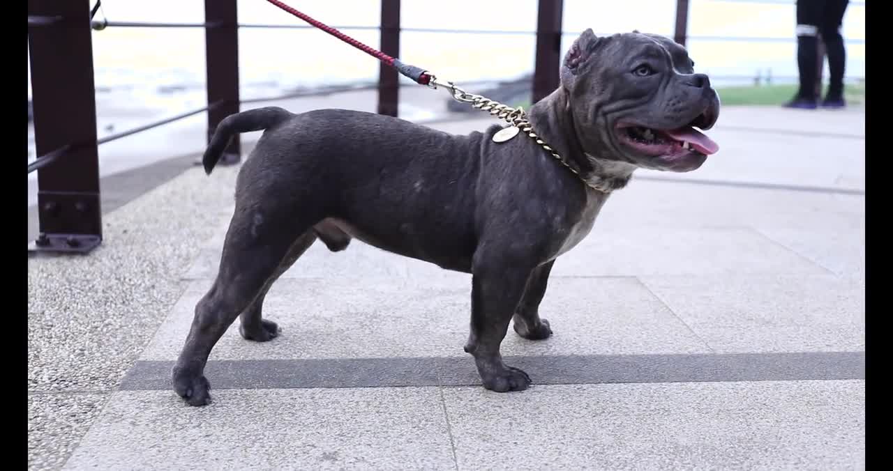 American bully fat boy. Freshwater first shot