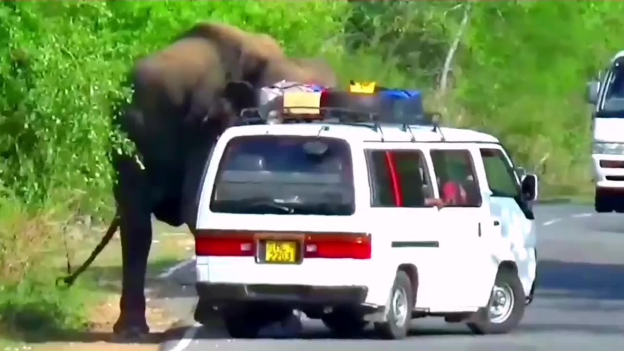 Heart-Stopping 8 Minuit Angry Wild Elephant Attack To Van And Car Passenger Out Of Van #elephant