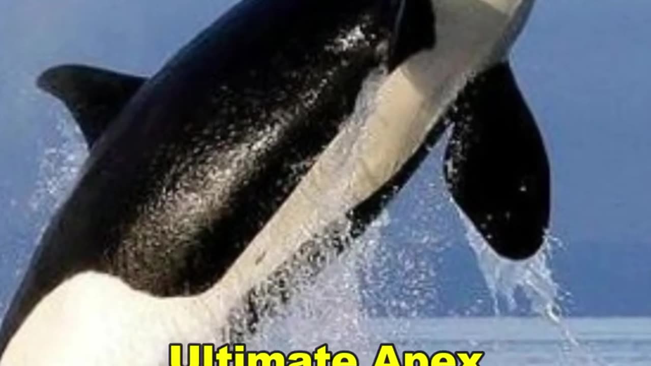 Orca | The Killer Whale