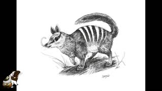 Numbat speedpaint