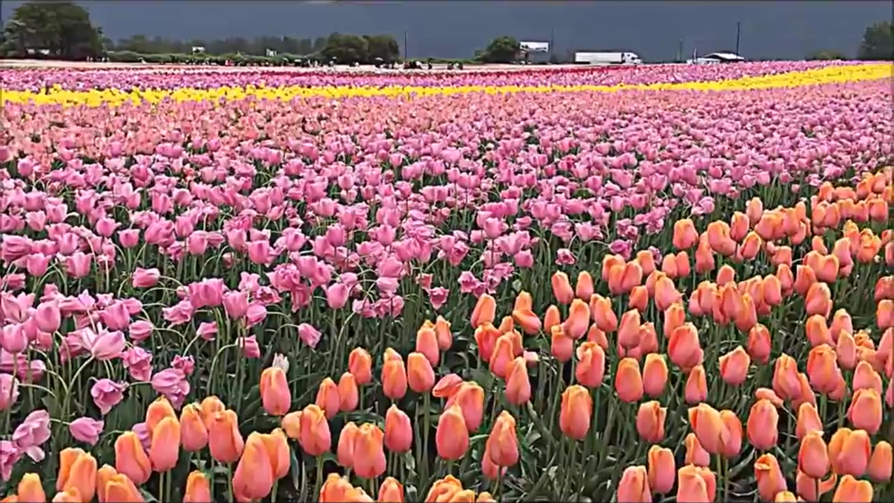 BILL'S CLIMAX (LOWER PITCH) INSPIRED SPECTACULAR VIDEO FOR YOU VIEWERS ENJOY!