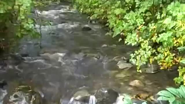 NATURE SOUNDS—LIFE IS BEAUTIFUL! ❤ - Oct 19th 2009