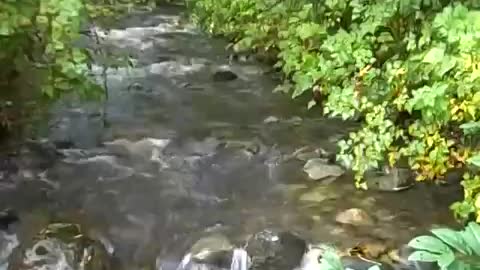 NATURE SOUNDS—LIFE IS BEAUTIFUL! ❤ - Oct 19th 2009