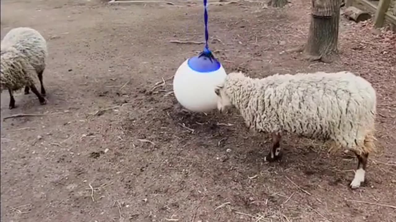 Look At The Goats Play With A Hanging Ball!